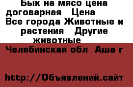 Бык на мясо цена договарная › Цена ­ 300 - Все города Животные и растения » Другие животные   . Челябинская обл.,Аша г.